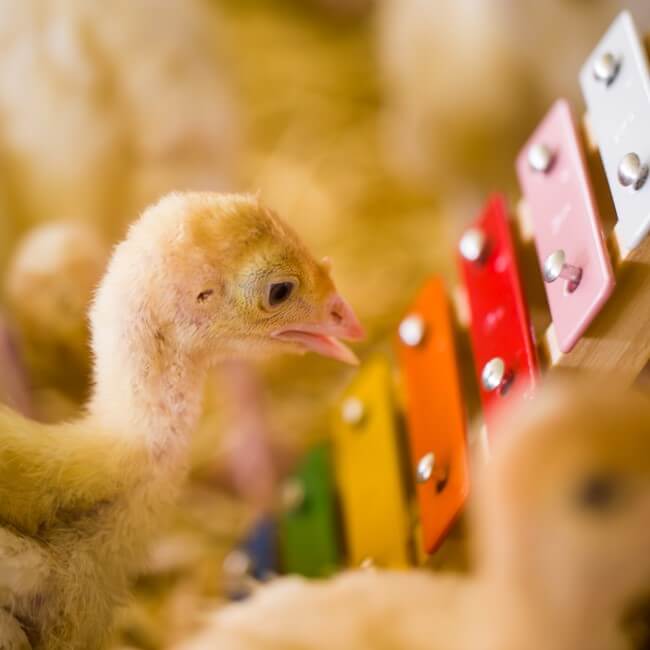 Turkey with xylophone