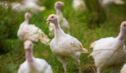 Turkey flock grazing