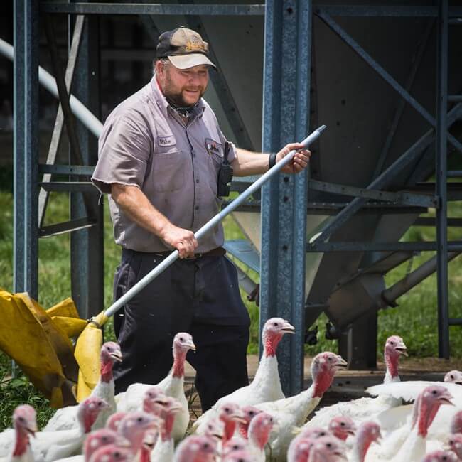 Farm worker with turkeys