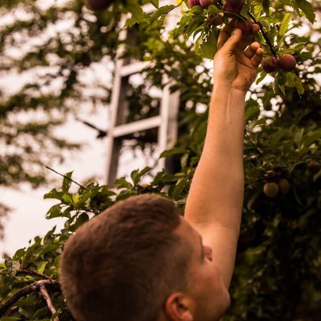 Luke Jaindl picking apples