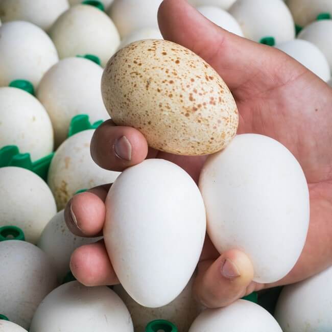 Handful of turkey eggs