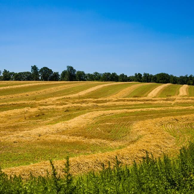Soy fields harvested
