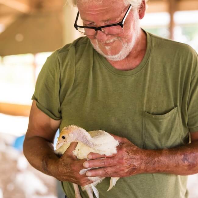 Farm worker holding turkey